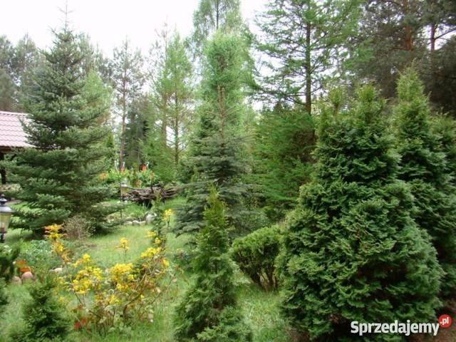 Pogorzelec śliczna działka z domem Łochów sprzedam