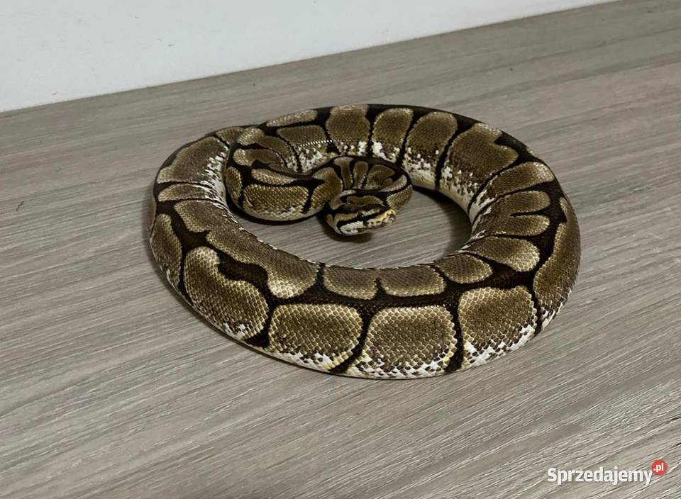 Pytony Królewskie Regius sprzedam