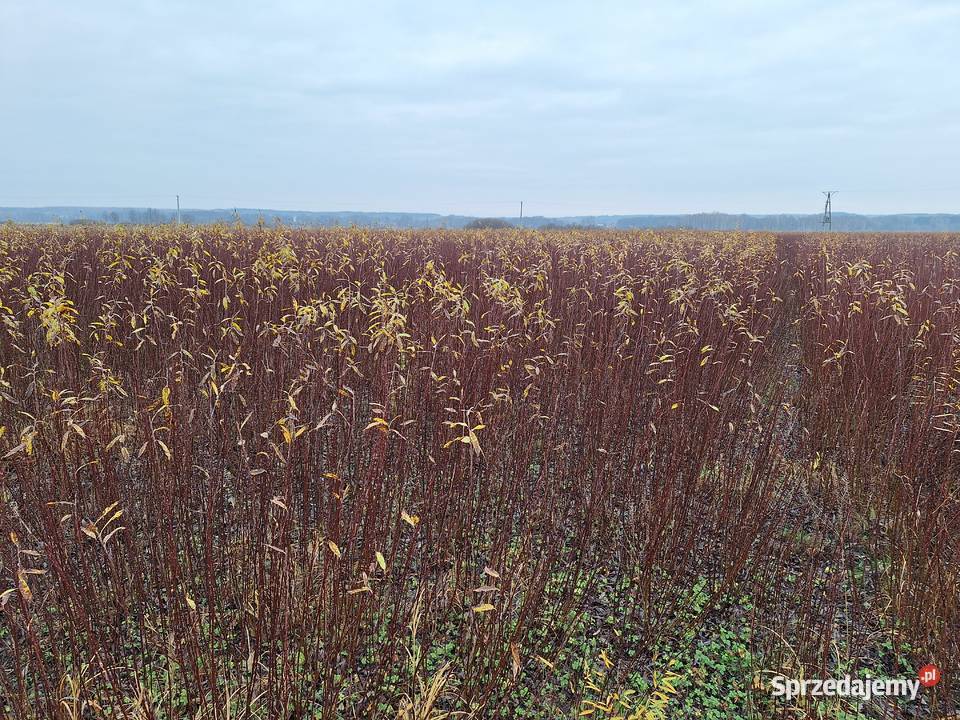 Wiklina zielona wykoszona niesortowana Leżajsk sprzedam