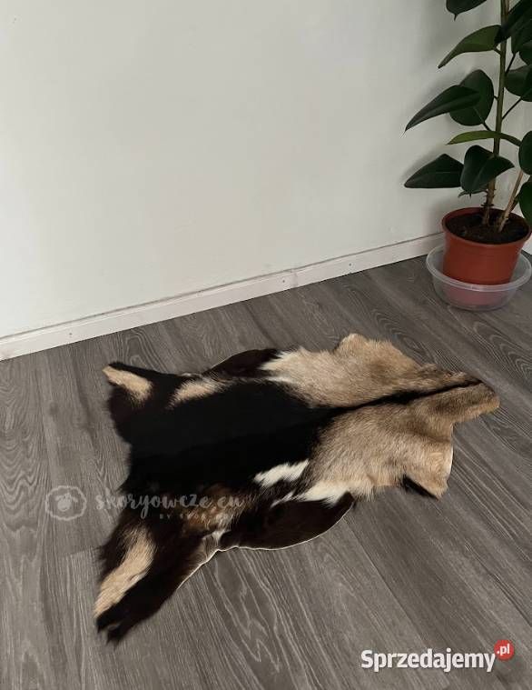 Unikatowa naturalna skóra kozia multicolor Szaflary