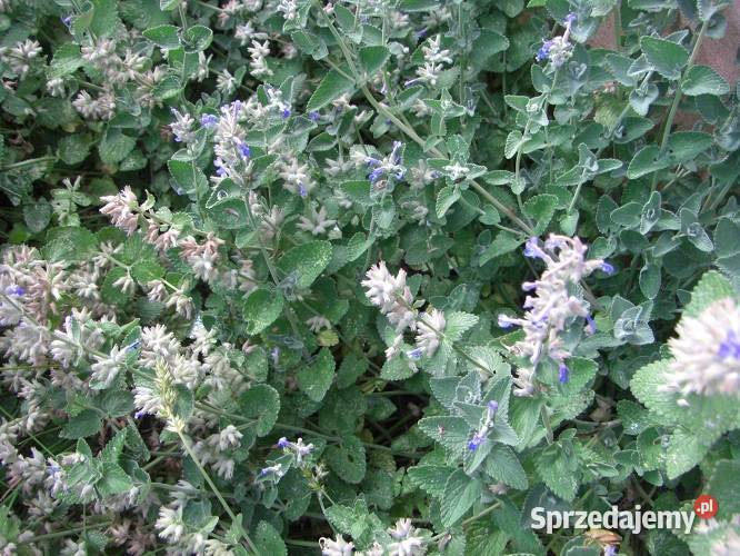 Zioła różne Dom i Ogród Białowieża