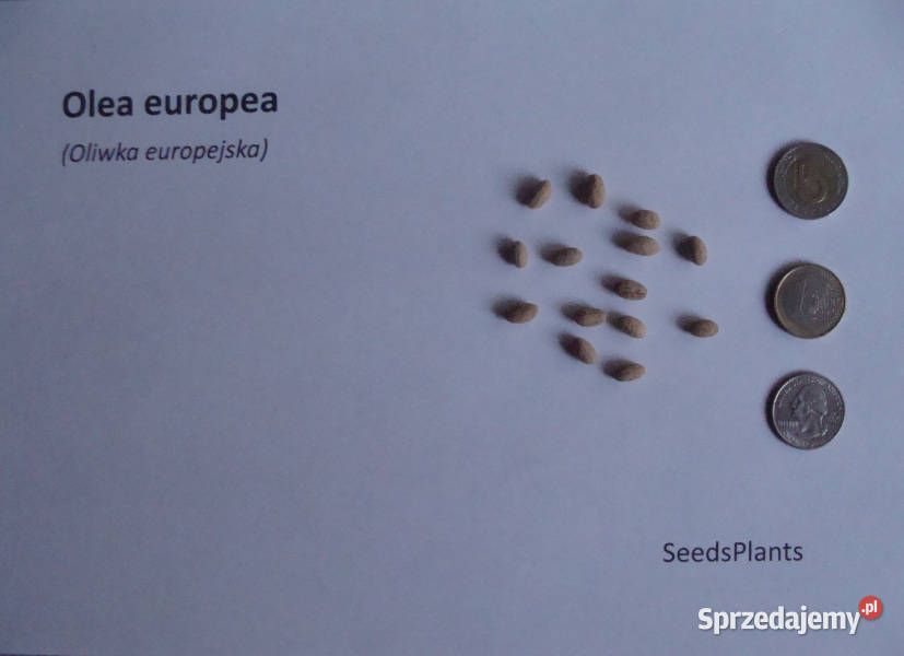 OLIWKA EUROPEJSKA Olea europea NASIONA 400 sztuk Lubanie