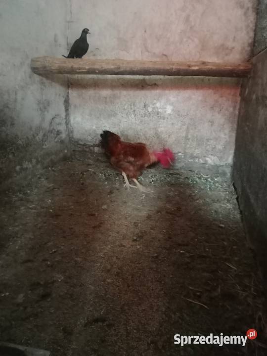 Kosowski gołoszyjka kochin miniatura i inne małopolskie