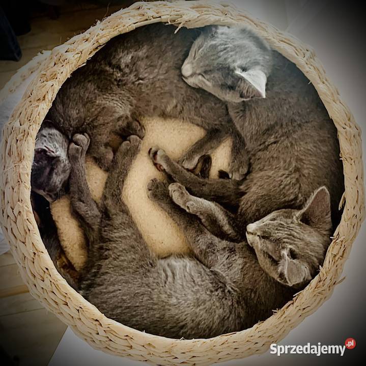 Kociaki Rosyjskie Niebieskie wielkopolskie Poznań