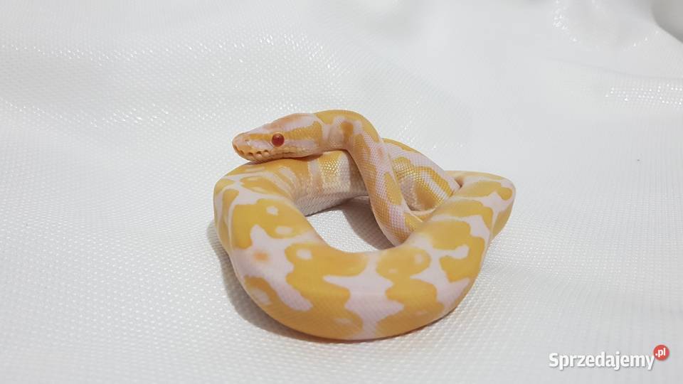 Pyton królewski samica albino Gady i płazy Inowrocław