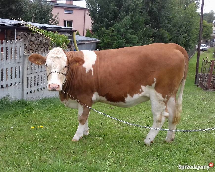 Jałówka Simental cielna SM Niechobrz