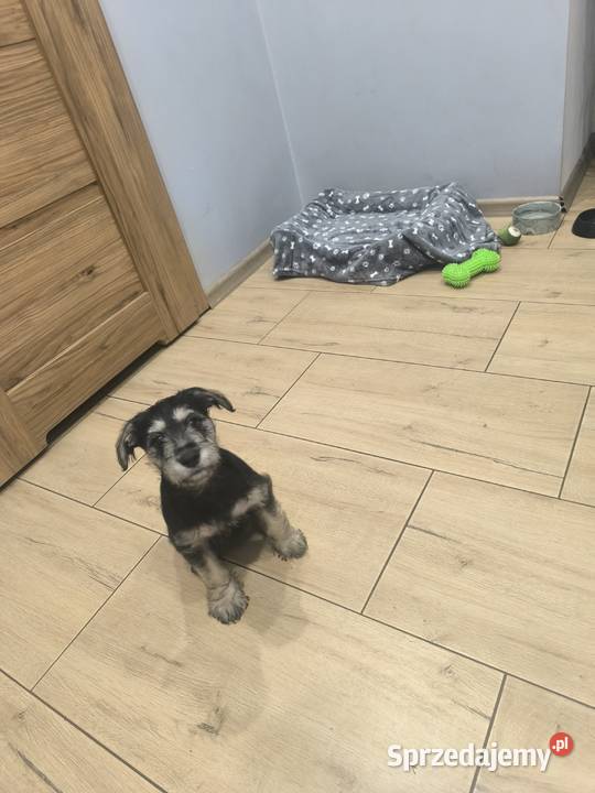 Sprz mazowieckie Żyrardów