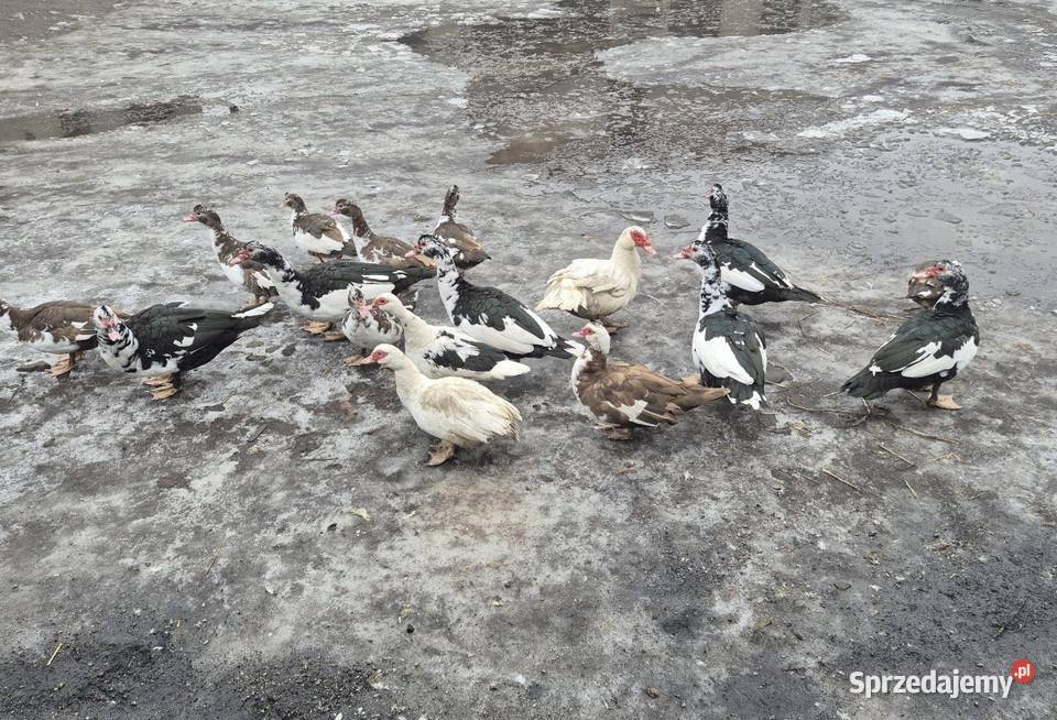Kaczki piżmowe francuskie Drób i ptactwo Wielbark