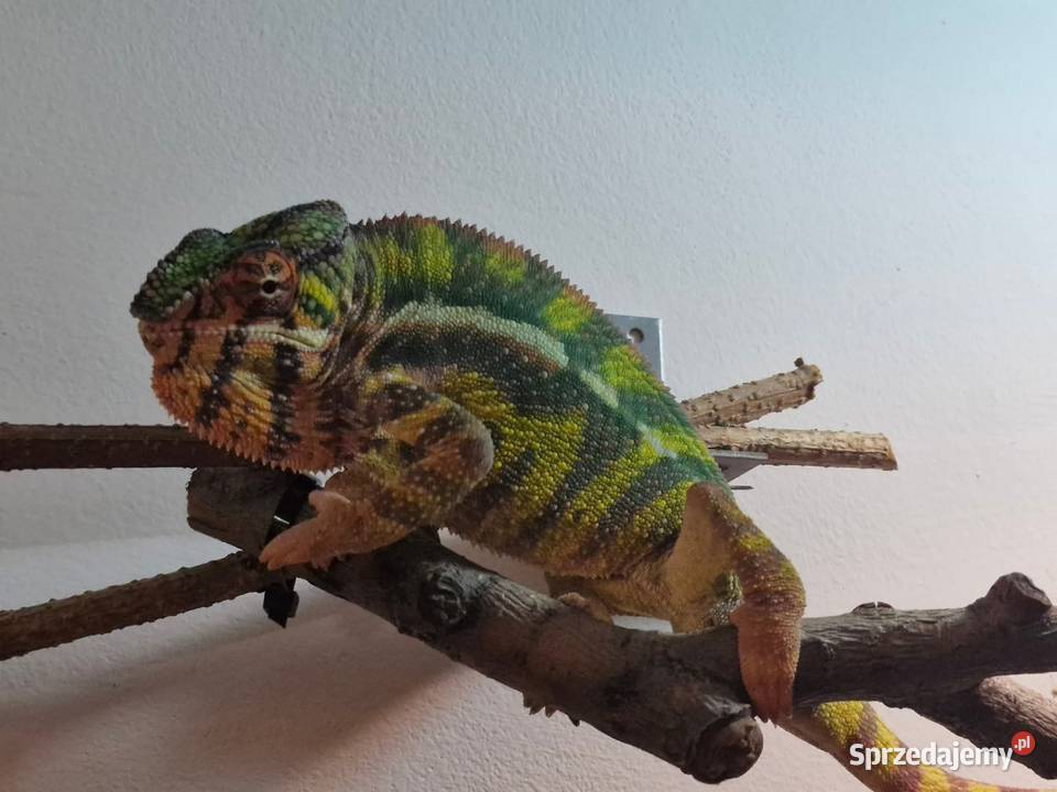 Kameleon lamparci odmiany lokalizacyjnej Sambava Kozy