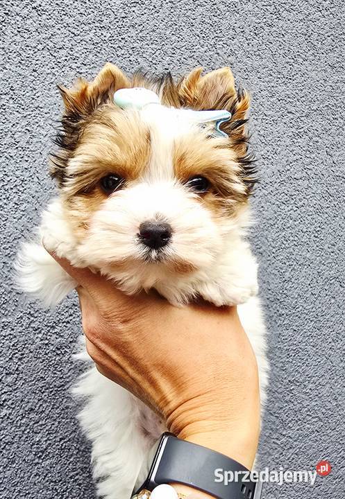 Śliczny maluszek piesek BIEWER Yorkshire Terrier śląskie Orzesze sprzedam