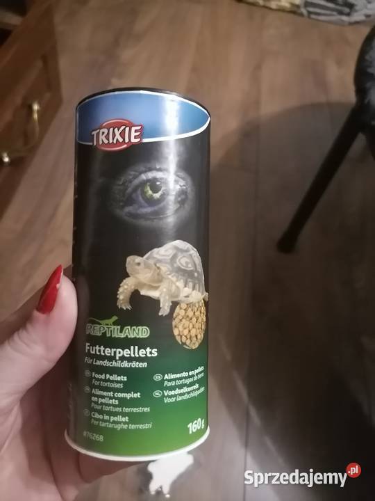 Żółw grecki Skępe
