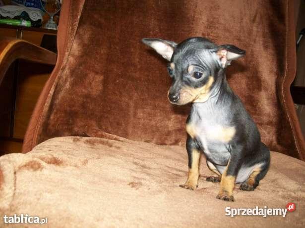 RATLEREK miniaturka Kraków