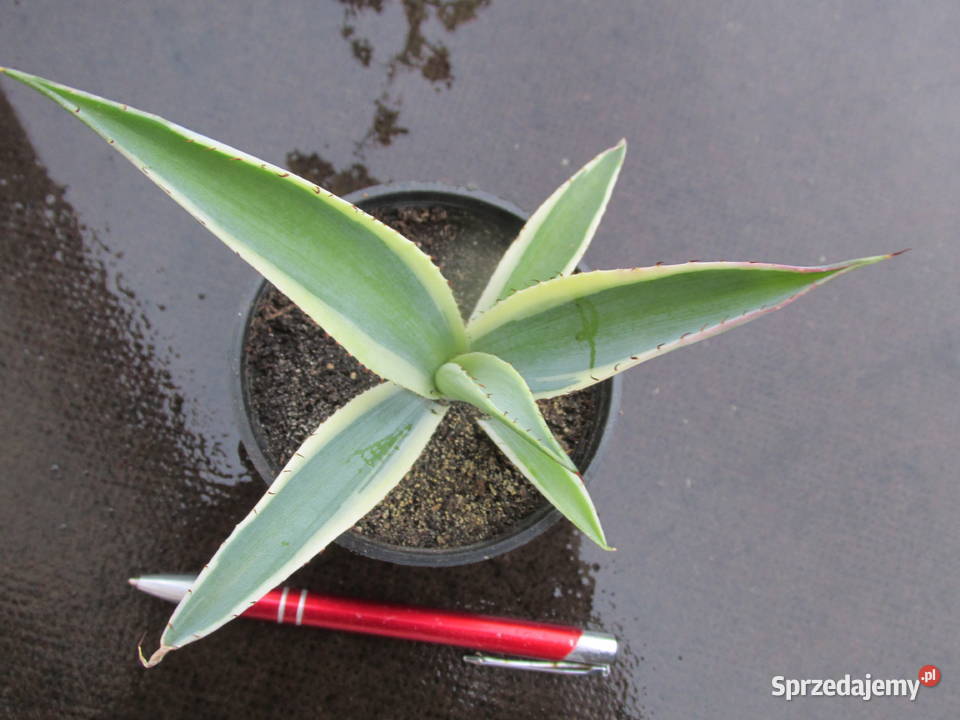 Agawa kolekcjonerska Agave guiengola Creme