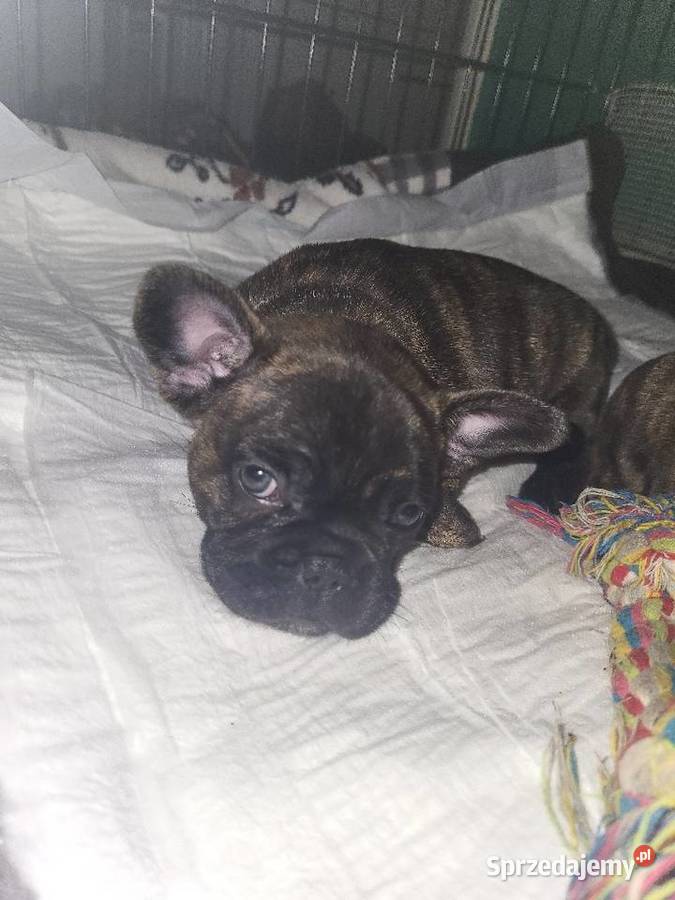 Piękne buldozki Buldog Bydgoszcz sprzedam