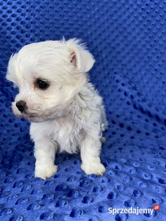 Maltańczyk gotowy do odbioru Maltańczyk