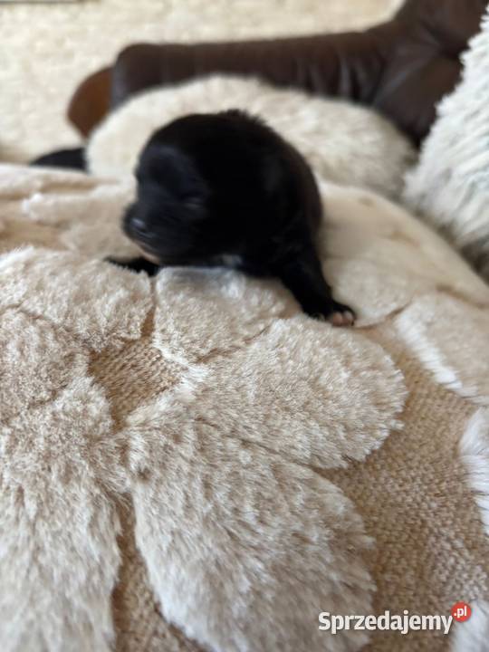 Szpic miniaturowy pomeranian boy Taciszów sprzedam