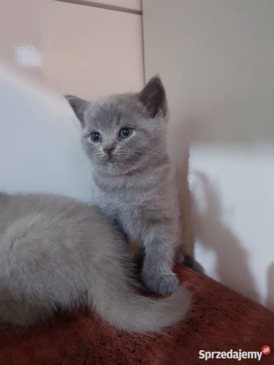 Kocięta Brytyjskie krótkowłose śląskie