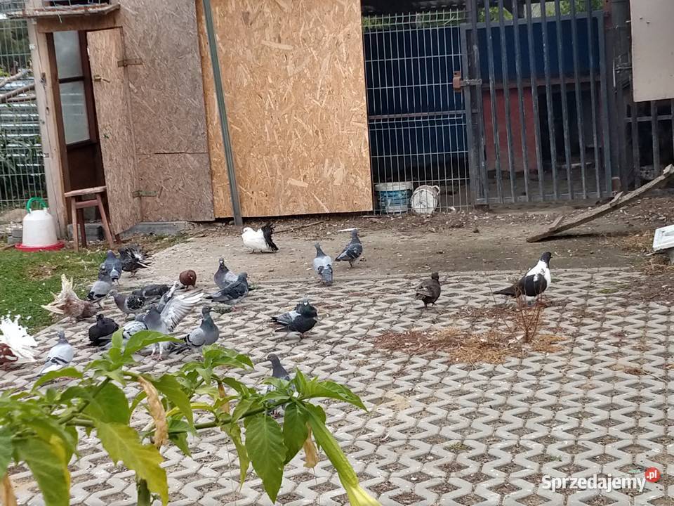 Gołębie pocztowe ozdobne Perukarz samiec lubelskie Cyców sprzedam