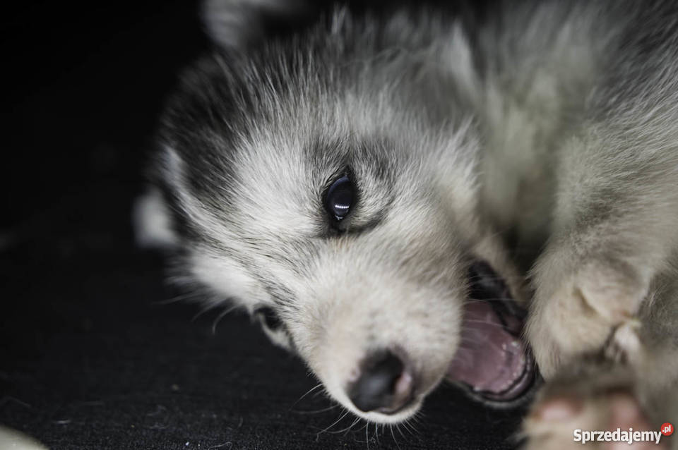 Siberian Husky ZKwP FCI Husky z rodowodem małopolskie Racławice sprzedam