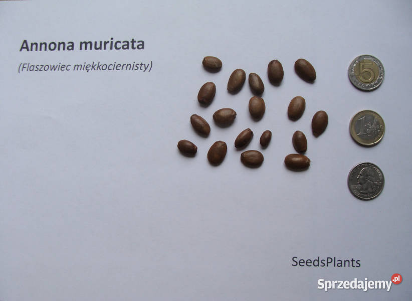 FLASZOWIEC Annona muricata NASIONA 30 sztuk 10g Lubanie