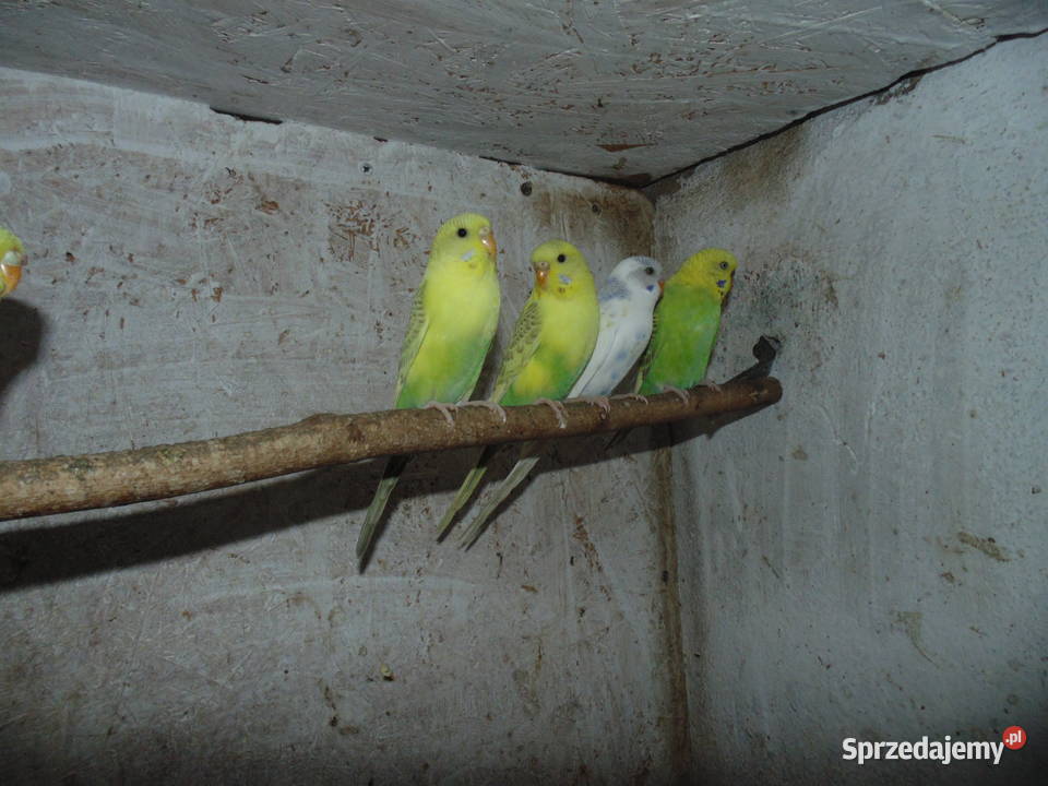 łekówki turkusowe zeberki gołąbki diamentowe sprzedam