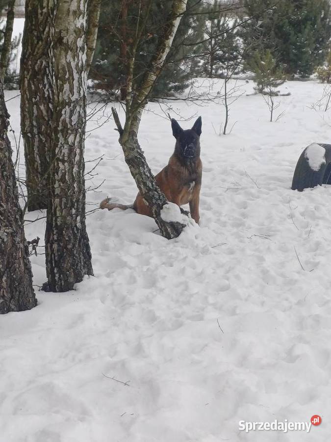 Owczarek Belgijski Owczarek