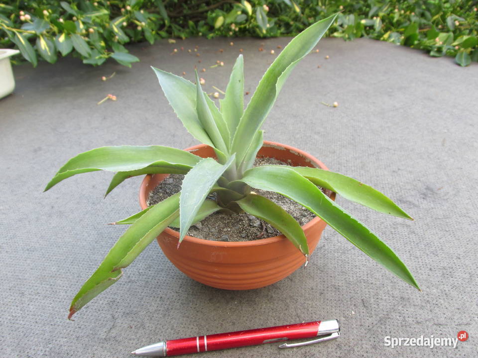 Ładna agawa Agave desmettiana Jacobi sadzonka Kraków sprzedam