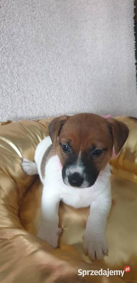 Jack Russell Terrier suczka