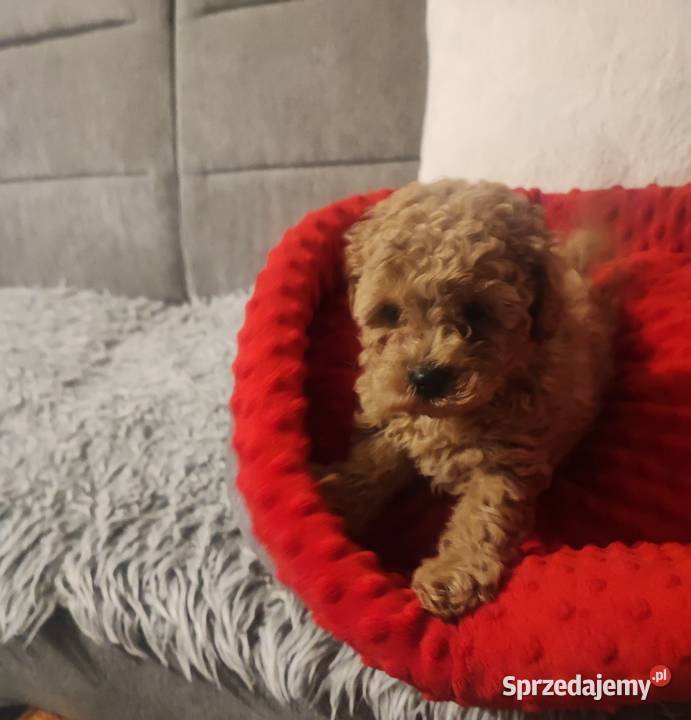 Pudelki toy miniatura szczenięta koniec grudnia Bolesławiec