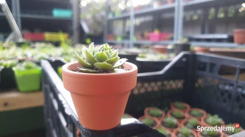 Podziękowanie gości Łódź