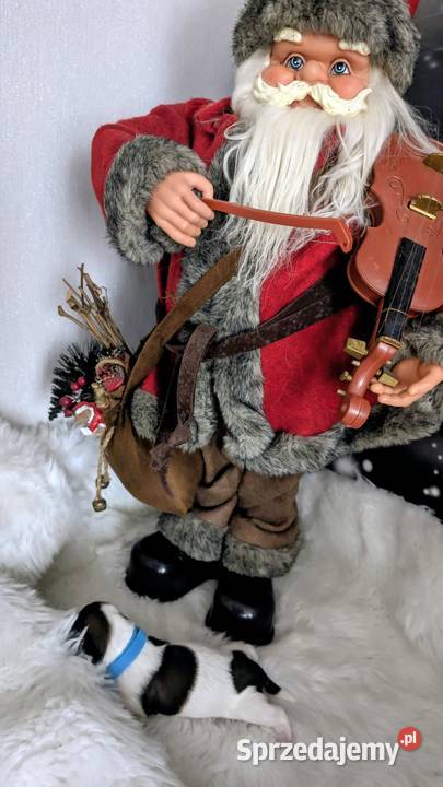 Szczenięta shih tzu Shih Tzu Zawiercie