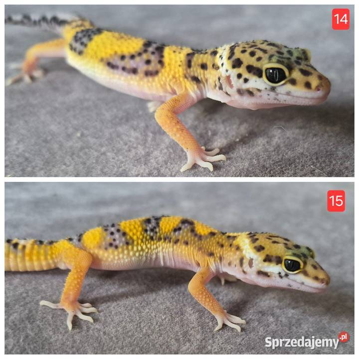 Gekony Eublefary lamparcie samicesamce młode i Brzeziny