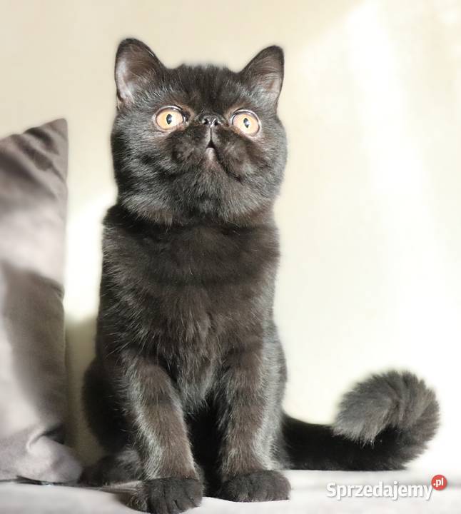 Czarne kocurki egzotyczne rodowód FPL mazowieckie Warszawa