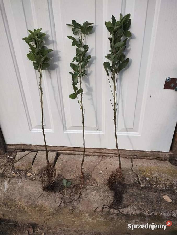 Sadzonki drzewek liściastych Lublin