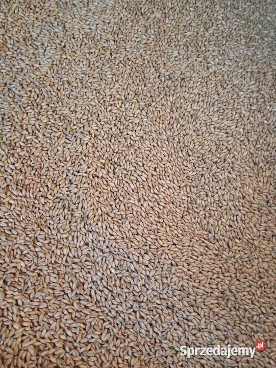 Pszenżyto ozime Zboża Piaski