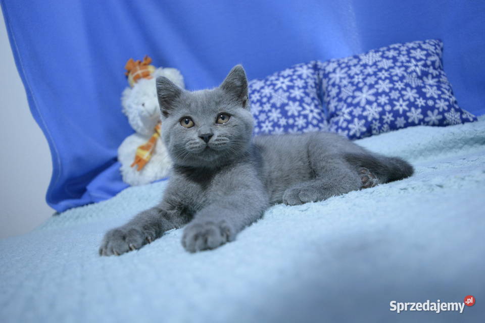 Kociaki brytyjskie na Gwiazdkę mazowieckie