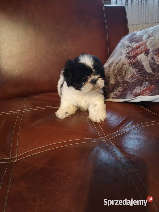 Szczeniaczki Rasy SHIH TZU SUCZKI I PIESKI Szczecinek