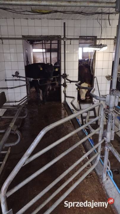 Hala udojowa 8 stanowisk nieuszkodzony Prudnik sprzedam