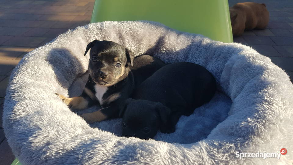 Szczeniaki pinczer Płońsk