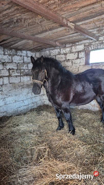 Sprzedam spokojna kara lubelskie Ostrów Lubelski
