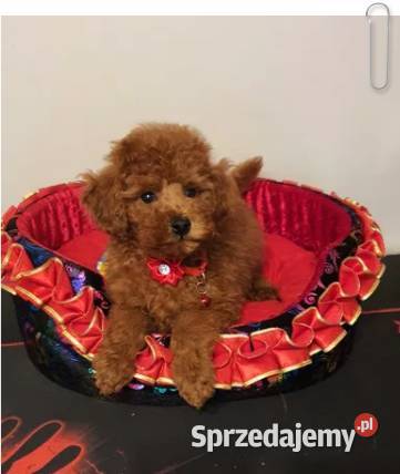 Pudel Toy Miniaturka śliczny i zdrowy pudelek Częstochowa