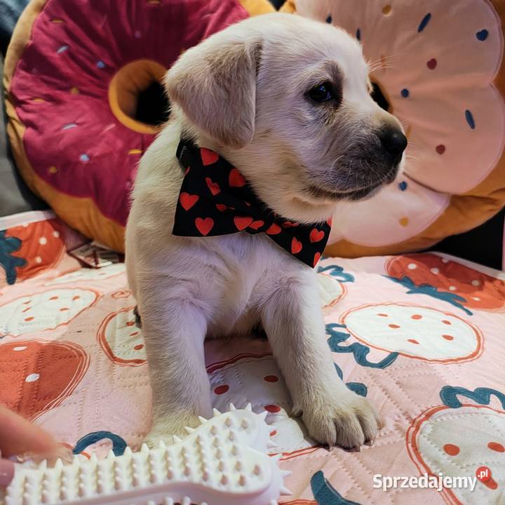 Labrador retriever szczenię wspaniałej budowy Warszawa