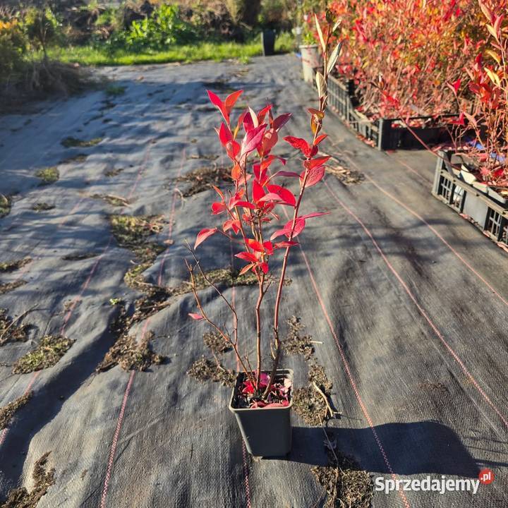 Borówka amerykańska 'Bluecrop' Opole
