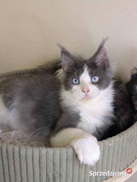 Da Vinci kocurek Maine Coon Tica Zapraszamy Zwierzęta Pszczyna