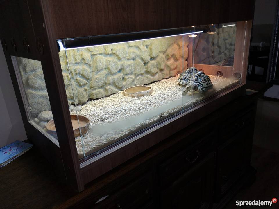 Żółwie Lamparcie 2 Terrarium Milejów