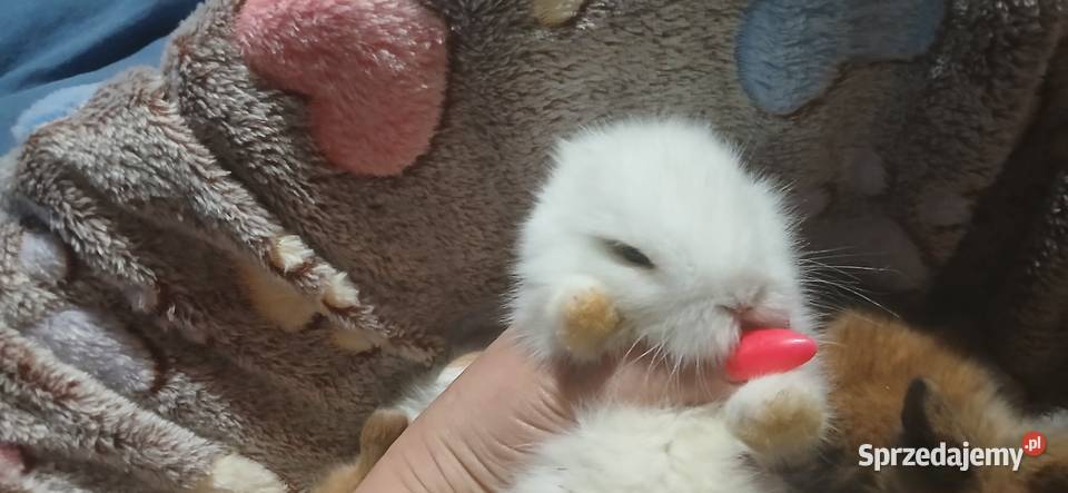 Mini lop króliczki Radzymin