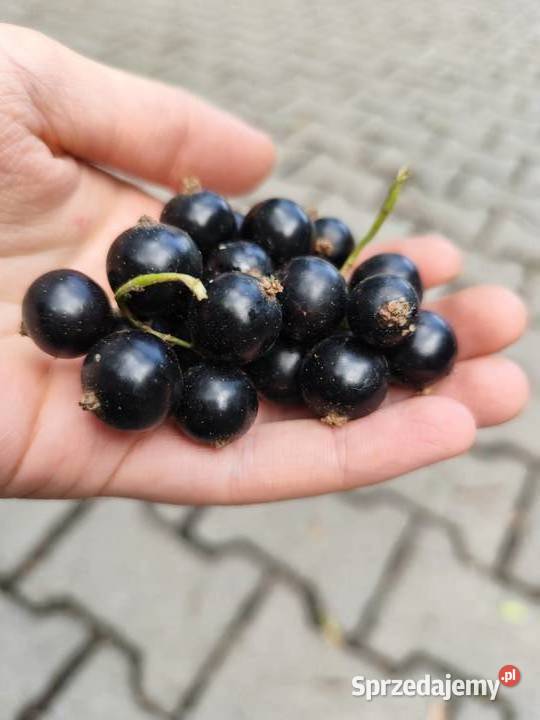 Duża czarna porzeczka ekologiczna Kamionna
