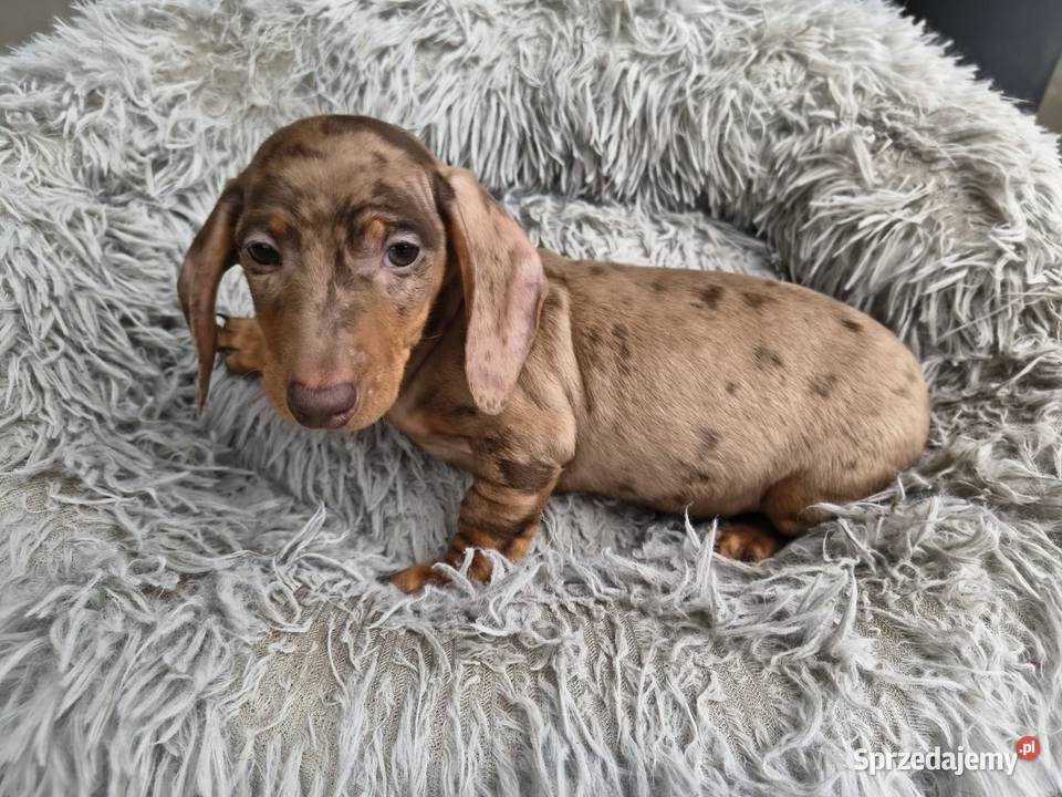 Jamnik Dackel dachshund choco merle Żychlin