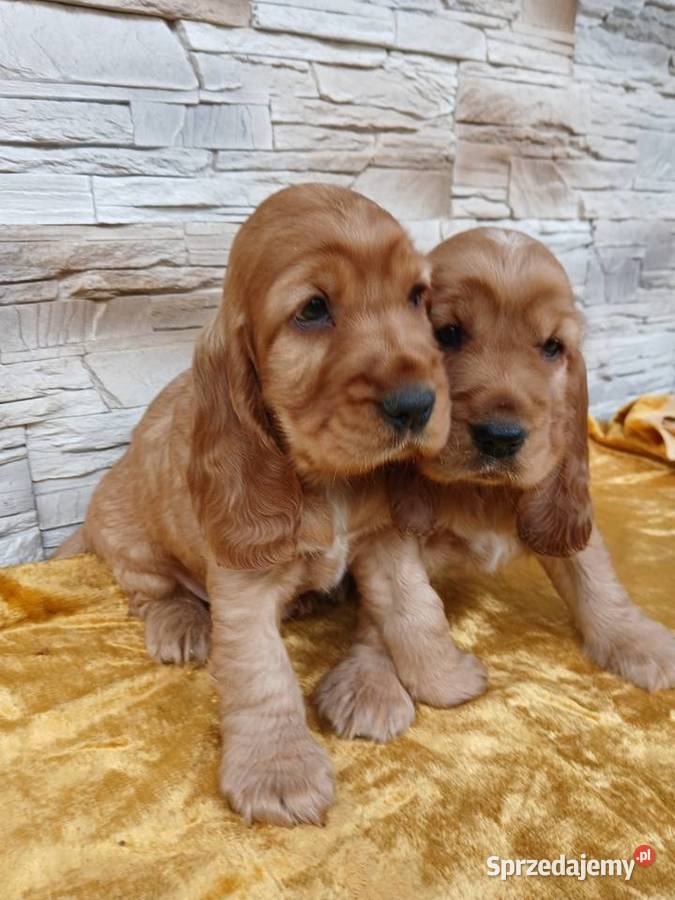 Śliczne Szczenięta Cocker Spaniel Angielski Sieradz
