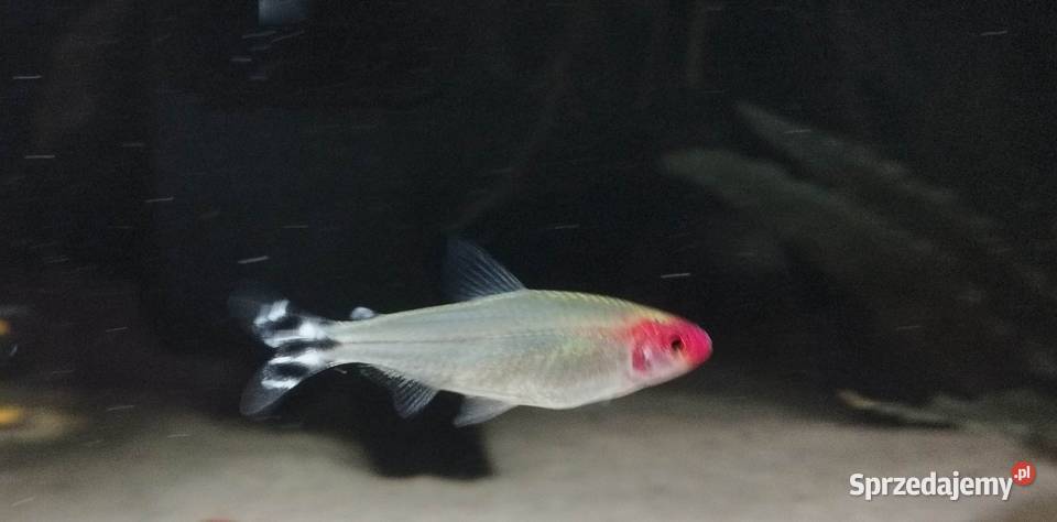 Zwinnik blehera czerwonousty Ryby akwariowe Wygoda